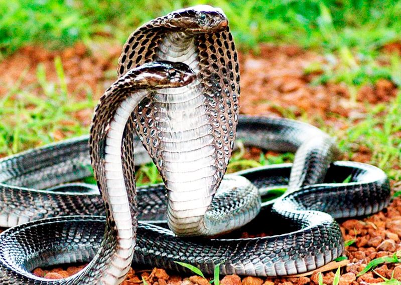 Chiêm bao nằm mộng thấy rất nhiều rắn thì nên đánh con số bao nhiêu?